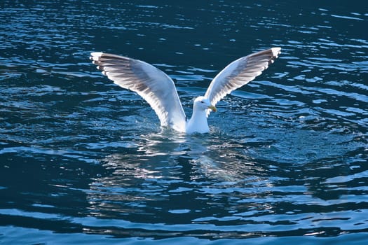 Seagulls in the water in a fjord in Norway. Daylight glistens in the sea. Animal photo from Scandinavia