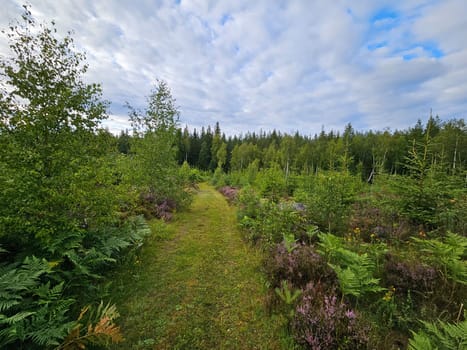 Forest path overgrown with grass. Heather at the edge of the path. Trees and forest along the path. Landscape from Sweden