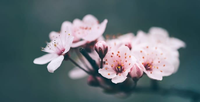 Closeup of spring blossom flower on dark bokeh background. Macro cherry blossom tree branch. Blooming springtime orchard landscape scene. Beautiful easter wallpaper design.