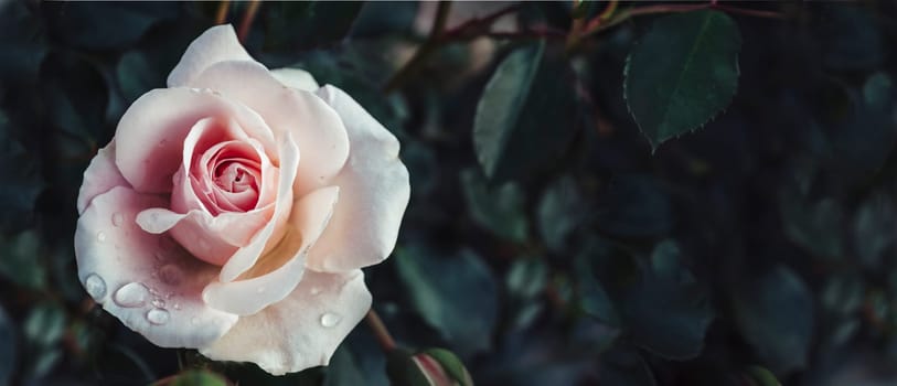 Fine art image of beautiful pastel roses in dark garden. Valentine and bridal vintage card design. Artistic floral bouquet wallpaper background.