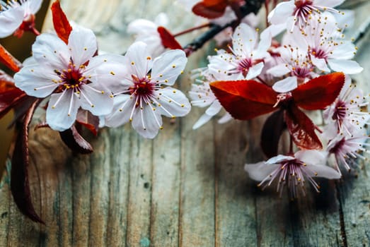 Beautiful cherry blossom branch on vintage wooden table. Closeup spring flower in bloom on rustic background. Easter and springtime still life. Art floral frame design.