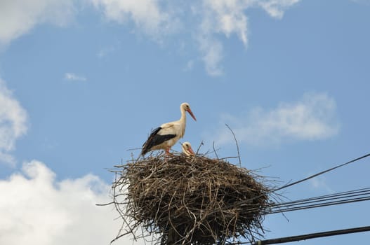 Avairo stork nest in Portugal