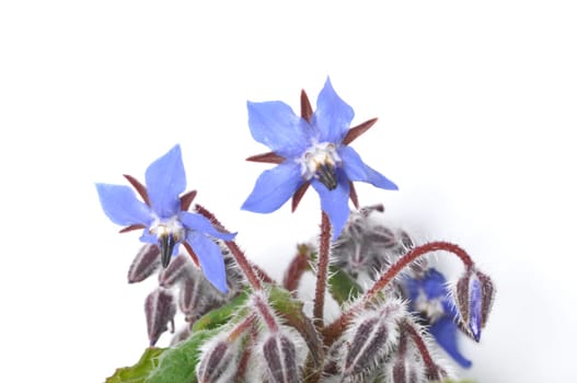 borage on a white background