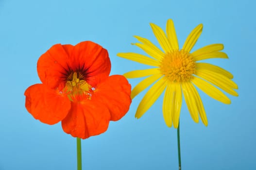 savannah daisies and nasturtiums on a blue background