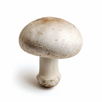 A detailed view of a mushroom, showing its intricate structure and vibrant colors, captured against a clean white backdrop
