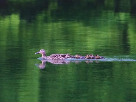 Mallard Duck with her Ducklings