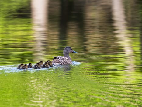Mallard female duck whit ducklings swims on a lake