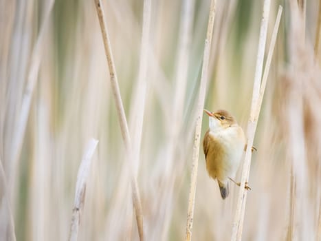 A Sedge Warbler, Acrocephalus schoenobaenus, perching on a reed at the edge of a lake.