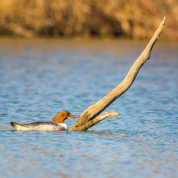 Female common merganser swimming in a lake