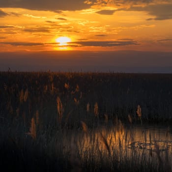 Sunset at the reed belt of lake neusiedlersee in Burgenland