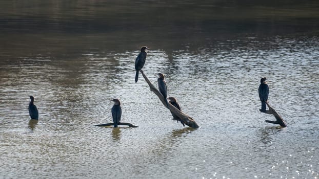Great cormorants