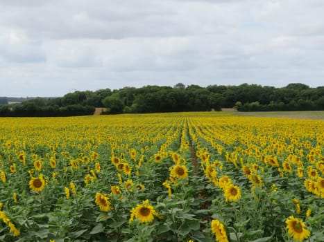 sunflower flower seeds natural food yellow large field sun