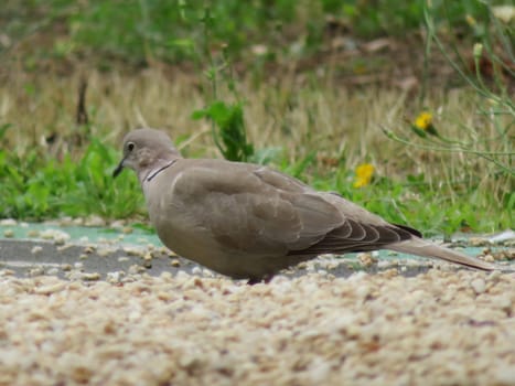 pigeon animal bird feathers flight food hunting delicacy