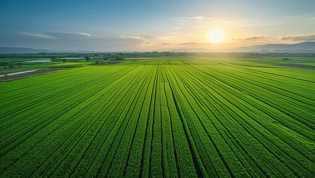 Aerial view of lush green agricultural field at sunset