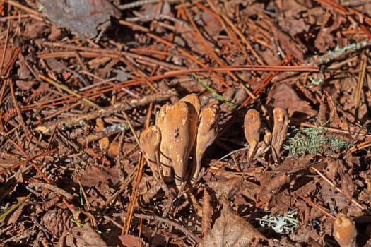 Aged Xylaria in a Forest Floor in Lake Superior Provincial Park in Ontario