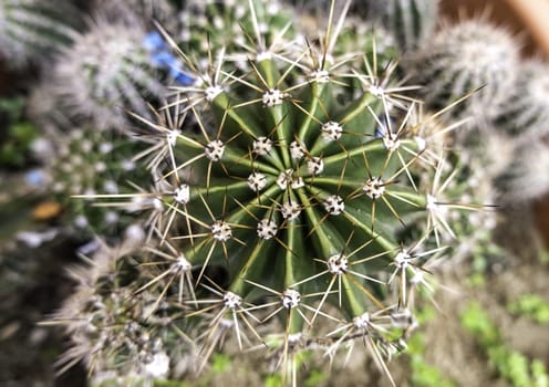 Detail of growing desert cactus in a pot