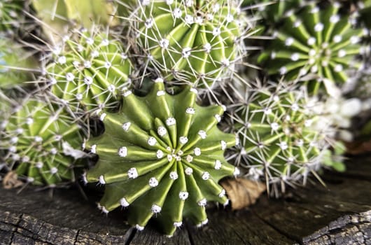Detail of growing desert cactus in a pot