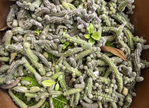 Detail of growing desert cactus in a pot