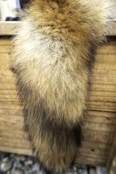 Detail of dead animal skin, decoration and coat