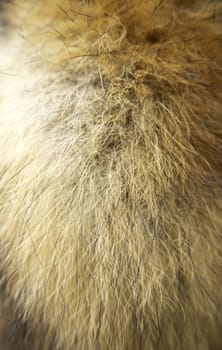 Detail of dead animal skin, decoration and coat