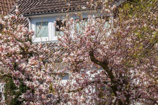 Residential building in spring with magnolia blossom, Bremen, Germany