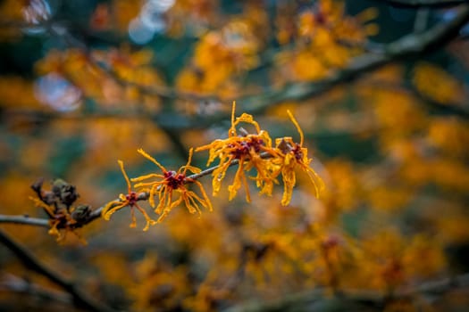 Closeup and selective focus shot of flowering Hamamelis intermedia or hybrid witch hazel