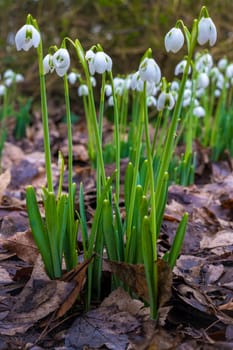 Closeup of flowering Galanthus nivalis or or common snowdrop
