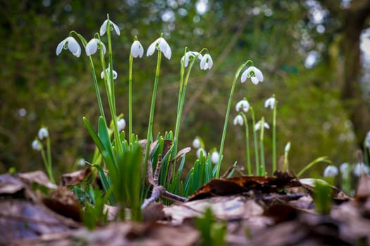 Closeup of flowering Galanthus nivalis or or common snowdrop