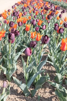 Blooming tulips field in Holland, springtime - beautiful multicolored background, sunlight
