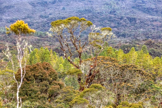 Paramo Natural Reserve, Guasca. Conservation in the high Andean forest. Andes Mountain, South America. Rehabilitation Center for Spectacled Bear (Tremarctos ornatus). Colombia wilderness landscape.