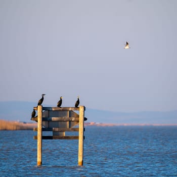 Great cormorants resting on a pole on lake neusiedlersee