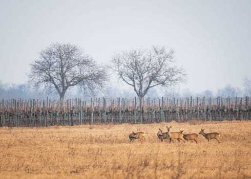 Roe Deer, Capreolus capreolus, Group, Burgenland, Austria, Europe