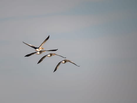 three wild geese flying in line