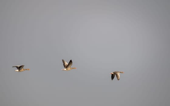 three wild geese flying in line