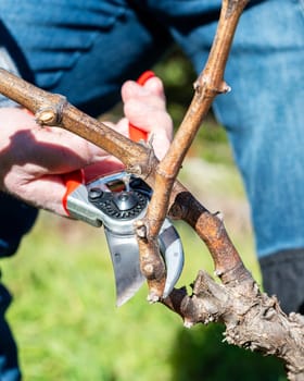Winegrower pruning the vineyard with professional steel scissors. Traditional agriculture. Winter pruning.