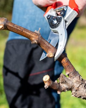 Winegrower pruning the vineyard with professional steel scissors. Traditional agriculture. Winter pruning.