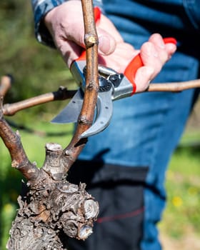 Winegrower pruning the vineyard with professional steel scissors. Traditional agriculture. Winter pruning.