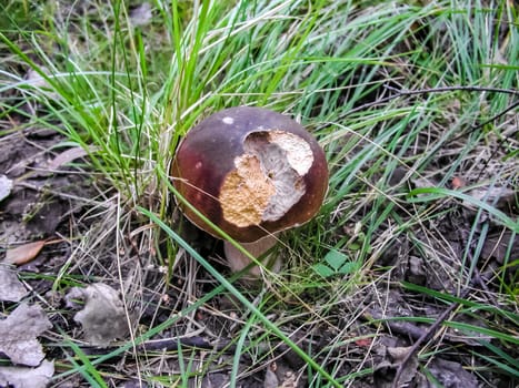 Forest mushrooms. Edible mushrooms in the forest litter. Mushrooms in the forest