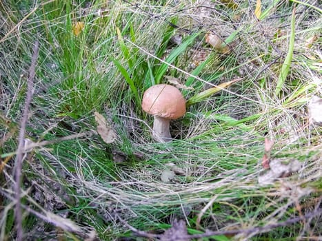 Forest mushrooms. Edible mushrooms in the forest litter. Mushrooms in the forest