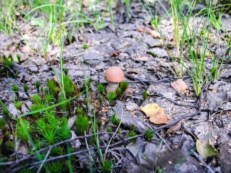 Forest mushrooms. Edible mushrooms in the forest litter. Mushrooms in the forest