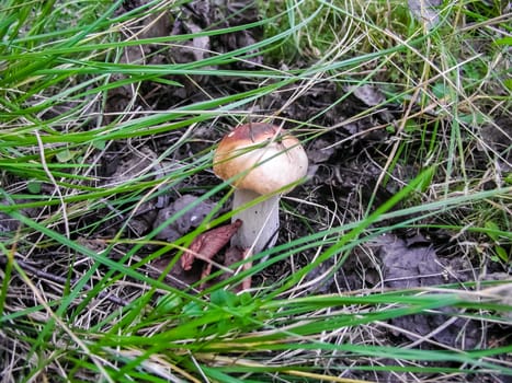 Forest mushrooms. Edible mushrooms in the forest litter. Mushrooms in the forest