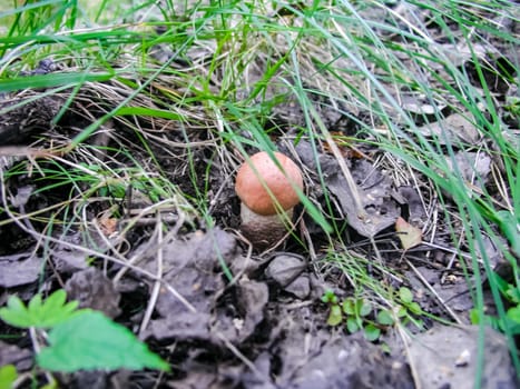 Forest mushrooms. Edible mushrooms in the forest litter. Mushrooms in the forest