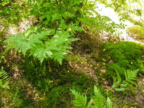 Forest mushrooms. Edible mushrooms in the forest litter. Mushrooms in the forest