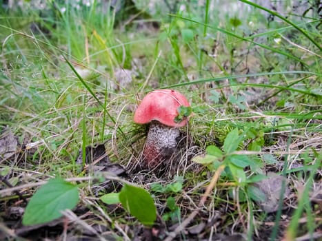 Forest mushrooms. Edible mushrooms in the forest litter. Mushrooms in the forest