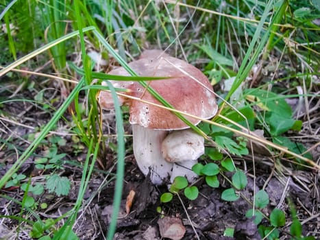Forest mushrooms. Edible mushrooms in the forest litter. Mushrooms in the forest