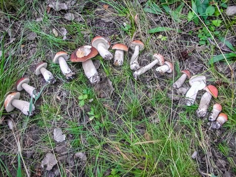 Forest mushrooms. Edible mushrooms in the forest litter. Mushrooms in the forest