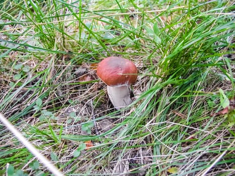 Forest mushrooms. Edible mushrooms in the forest litter. Mushrooms in the forest