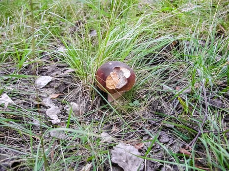 Forest mushrooms. Edible mushrooms in the forest litter. Mushrooms in the forest