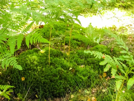 Forest mushrooms. Edible mushrooms in the forest litter. Mushrooms in the forest