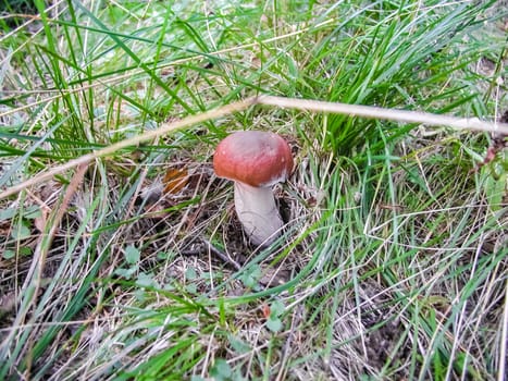 Forest mushrooms. Edible mushrooms in the forest litter. Mushrooms in the forest